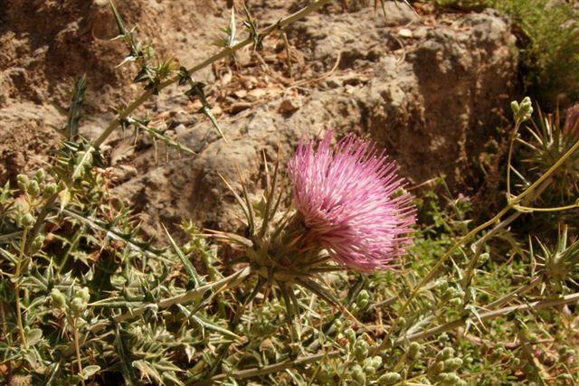 Da Creta: sei fiori senza identit